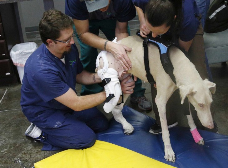 Personas ayudando a un perro a ponerle una prótesis en su pata trasera 
