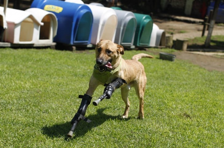 Perro con dos prótesis en su patas delanteras corriendo por un jardín 
