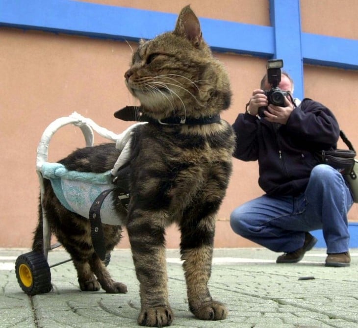 gato con un aparato en su parte trasera que le permite caminar y junto a él una persona tomando una foto