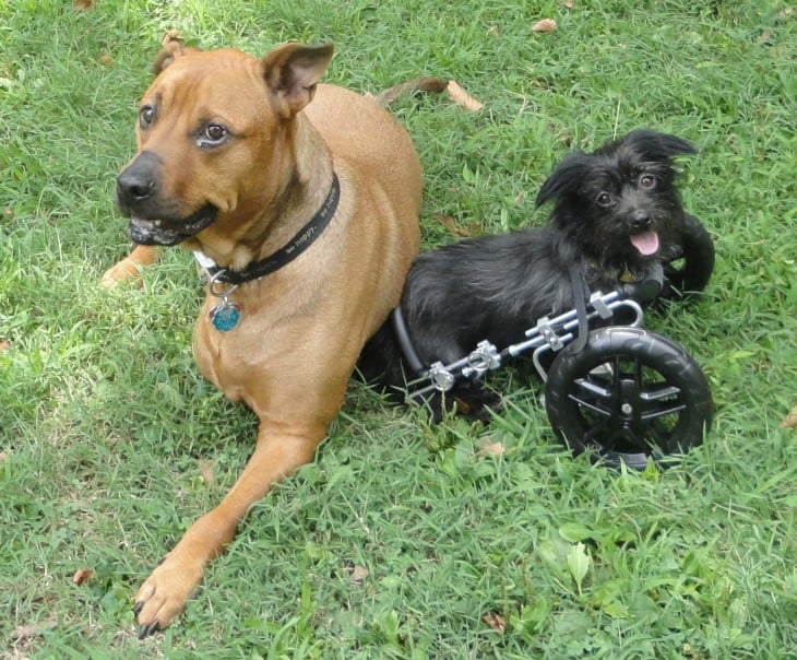 dos perros acostados en un jardín 