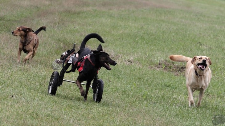 Una perrita con silla de ruedas corriendo por el campo en medio de dos perros a sus costados 