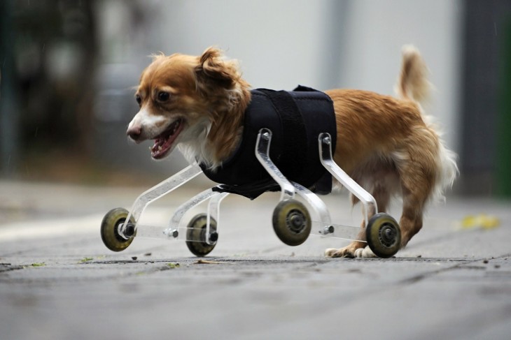 perrita con un aparato de ruedas para sus patas delanteras 