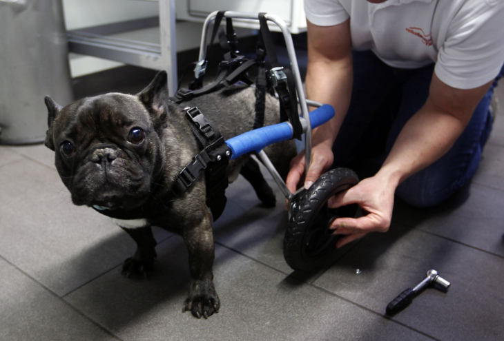 persona colocando una prótesis en la parte trasera de un perro bulldog francés 