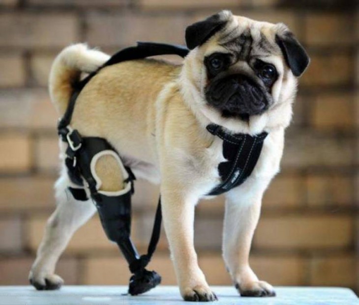 un pequeño Pug con una prótesis en una de sus patas traseras 