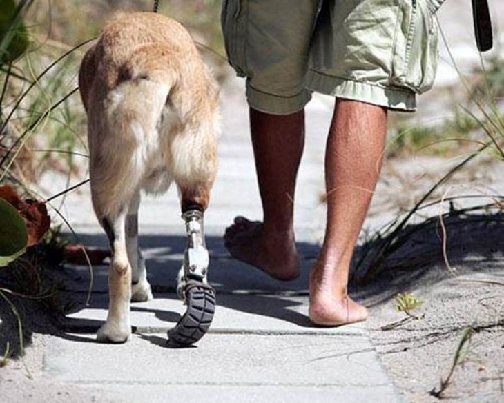 pies de una persona a un costado de un perro con una prótesis en una de sus patas traseras 