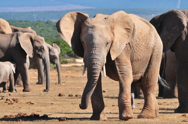 fotografía de varios elefantes en su hábitat natural en África 