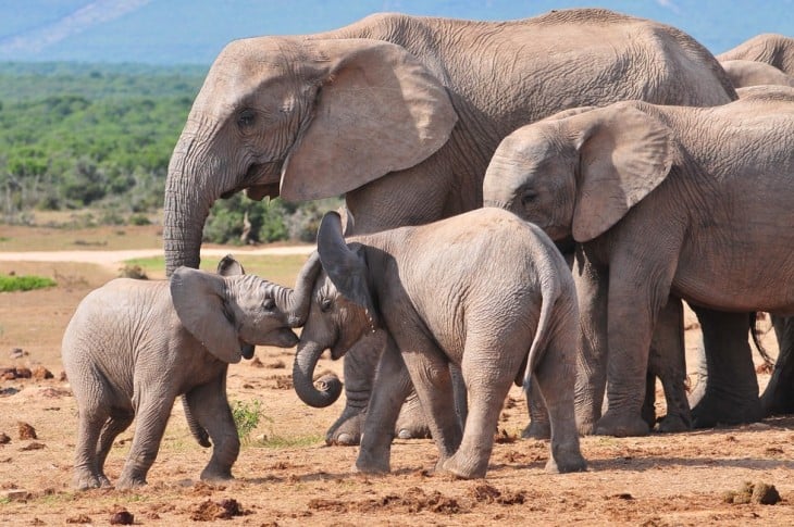 grupo de elefantes jugando en su hábitat natural en África 