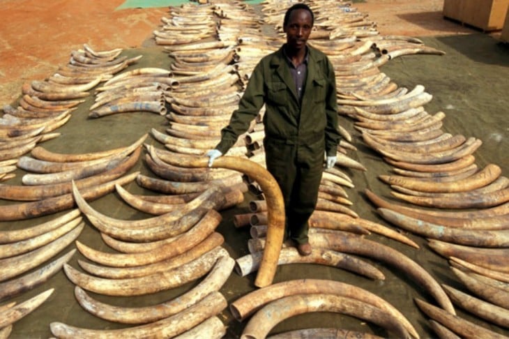 hombre en África rodeado de cuernos de marfil de elefantes 