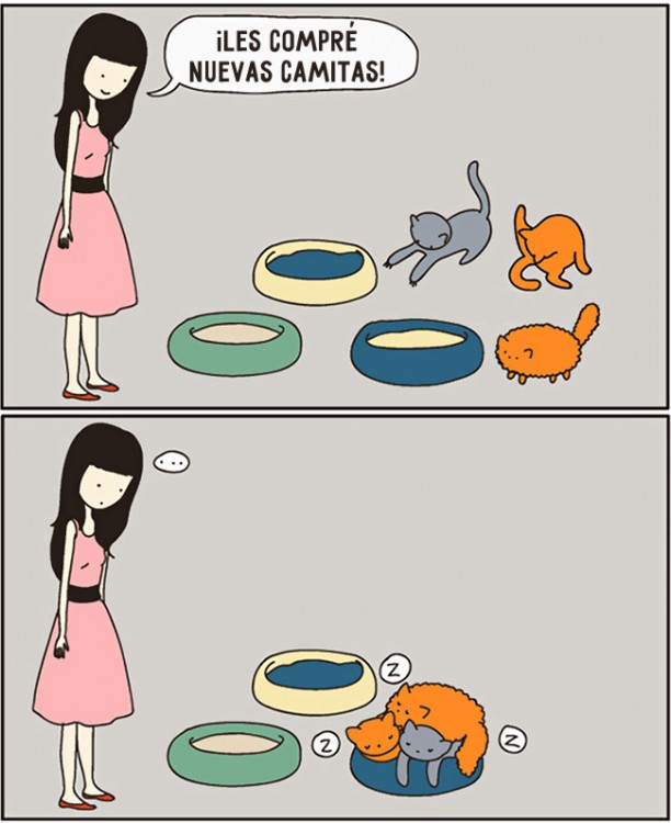 comic de cuando le compras una cama a un gato y en realidad como la usa