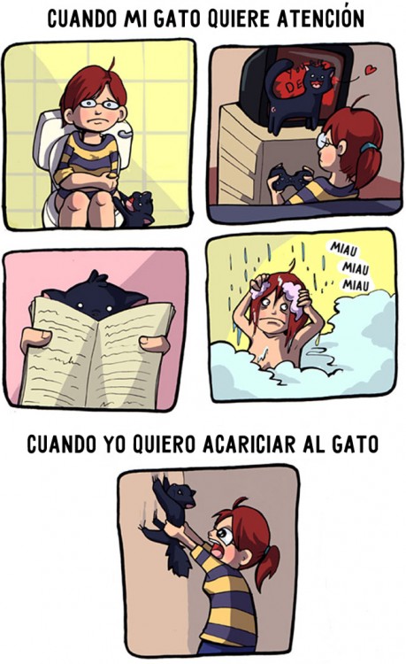 comic sobre la falta de privacidad a partir de que tienes un gato