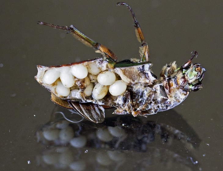 interior de un insecto partido a la mitad 