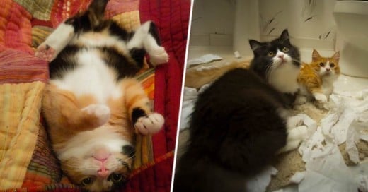 22 Cosas que todo dueño de un gato conoce