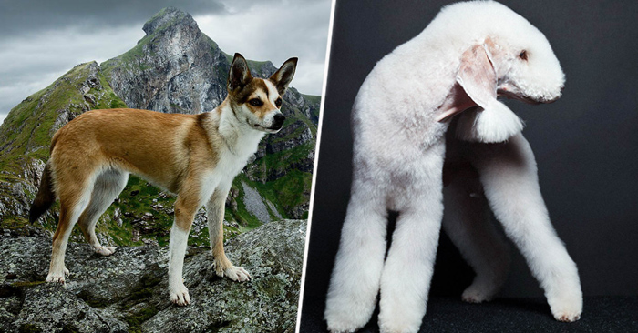 Perro Rara 15 Razas de perro más raras de todo el mundo