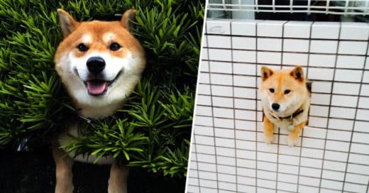 Algunos perros traen ciertos comportamientos en sus gene, pero los shibas tienen uno muy particular el atorarse en donde sea