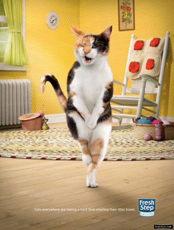 gatito dentro de una publicidad de Fresh Step 