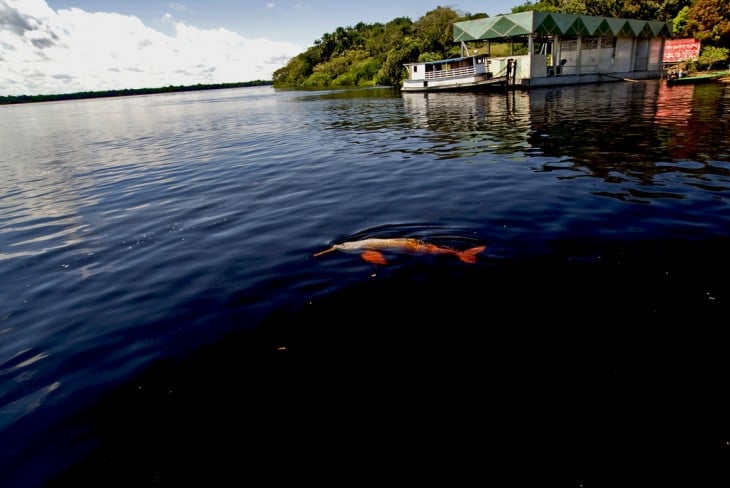 Delfines rosados en el río amazonas 