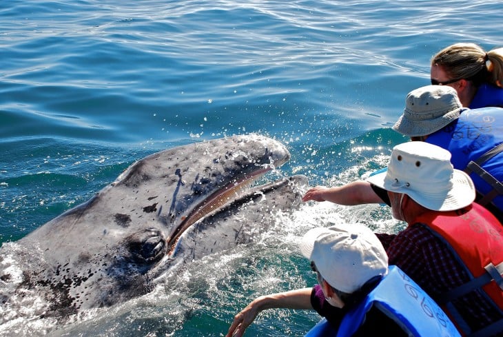 Ballenas Tickle en México 