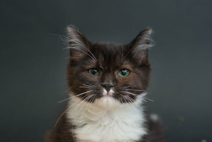 cara de un gato negro con un mancha blanca en el pecho 