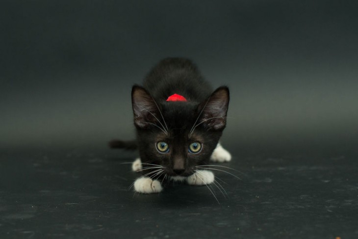 pequeño gato en color negro mirando hacia enfrente con un collar rojo 