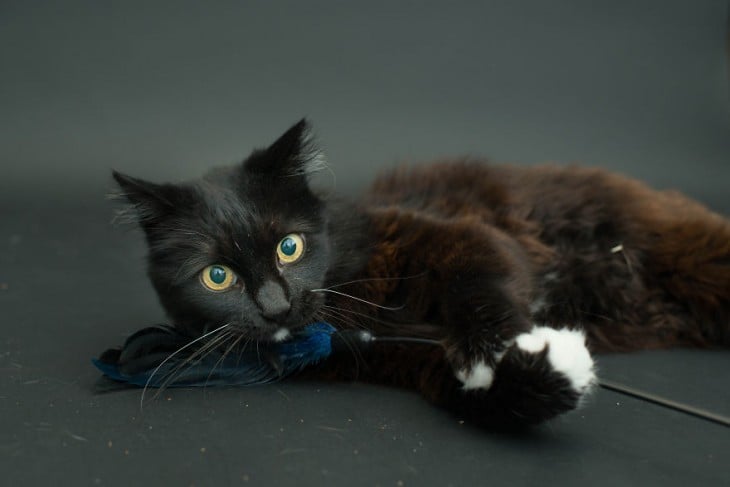 Gato negro acostado de lado mirando hacia arriba 