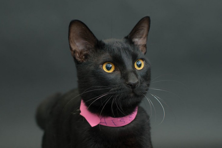 foto de un gato negro con un collar en color rosa 