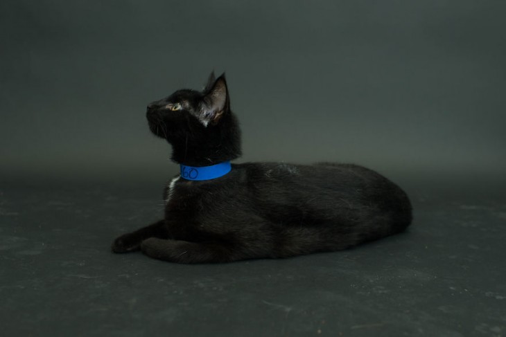 gato negro acostado de perfil volteando hacia arriba con un collar azul 