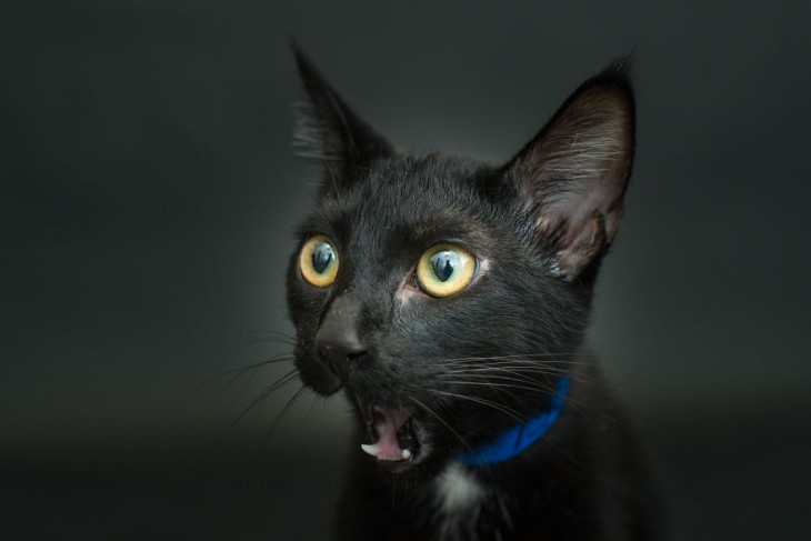 un gato negro con el hocico abierto viendo hacia un lado 