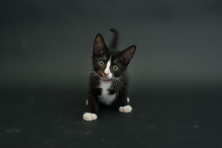 pequeño gatito negro con manchas blancas en la mitad de su cuerpo 