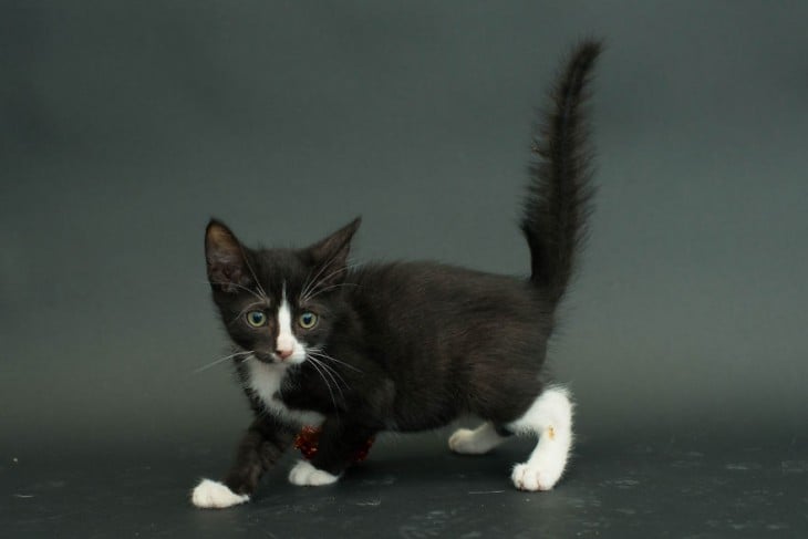 gato negro con manchas blancas parado de lado mirando hacia enfrente 