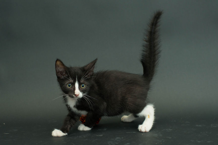 Fotografió gatos negros de un albergue para que los adopten