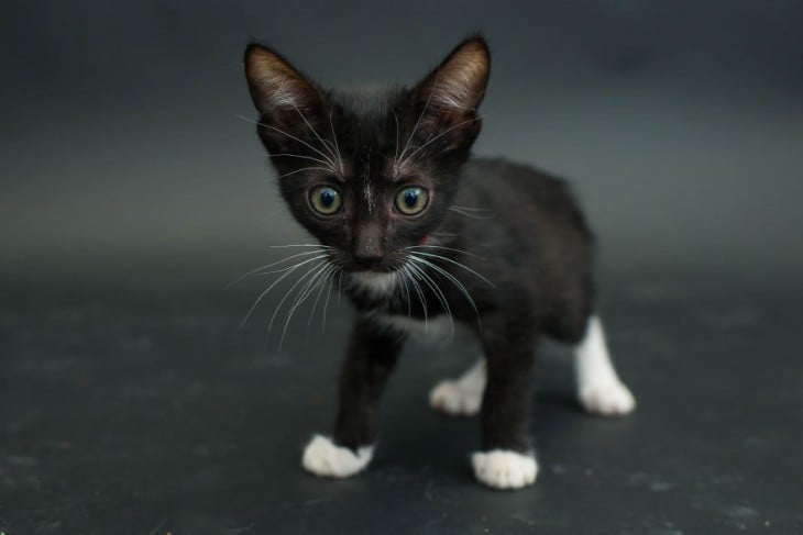 pequeño gatito negro con manchas blancas mirando hacia enfrente 