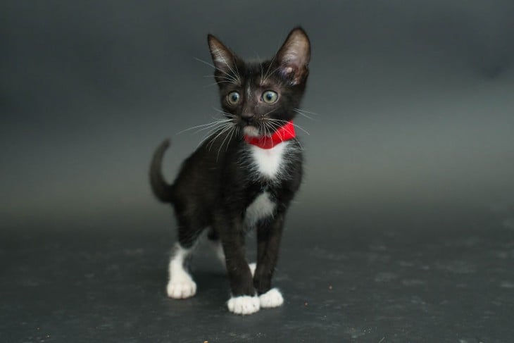 Gatito negro con manchas blancas y parado con un collar rojo 