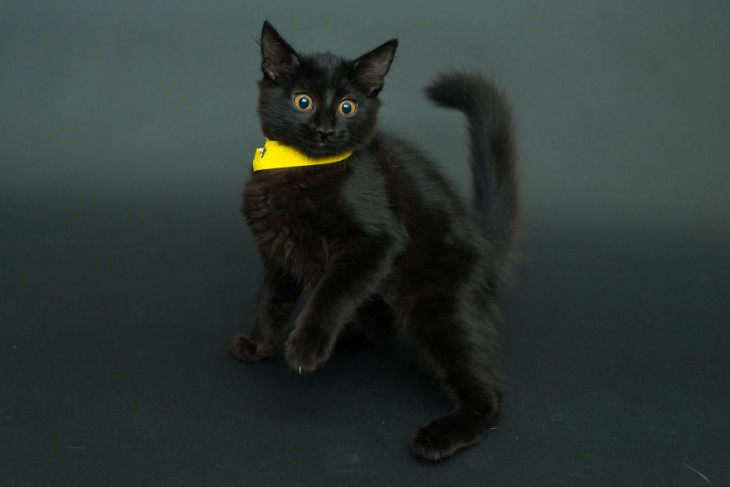 gato en color negro con un collar amarillo parado en dos patas 
