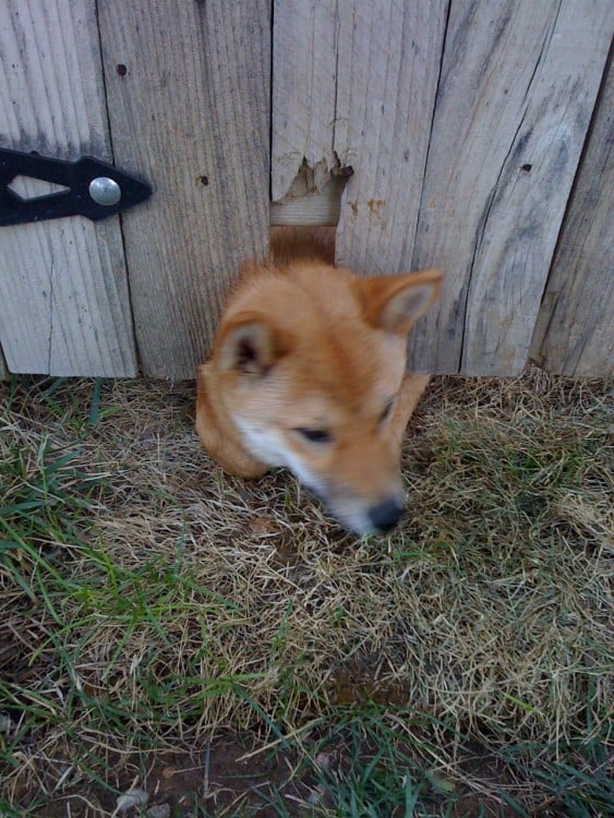 cabeza de un perro shiba por debajo de una reja de madera 