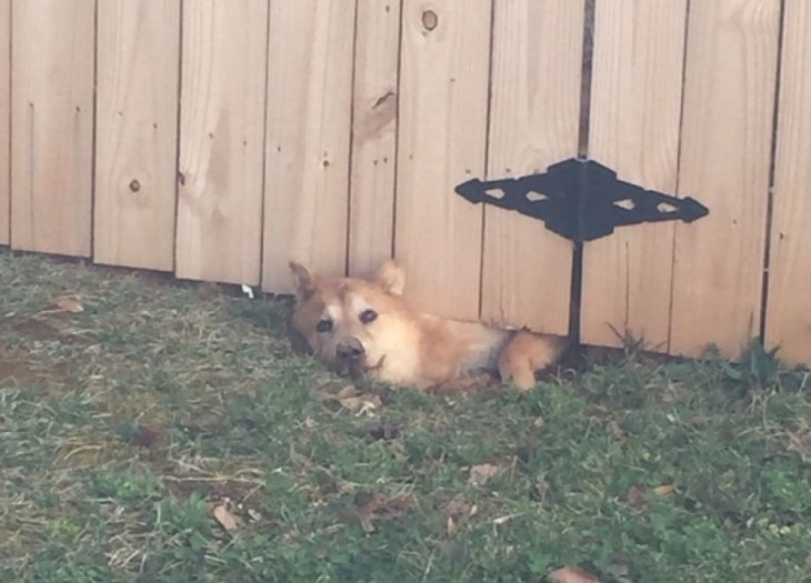 perro shiba atorado debajo de un portón de madera 