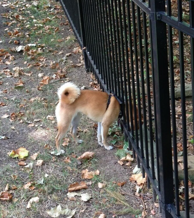 cabeza de un perro de raza shiba atorado en un barandal negro 