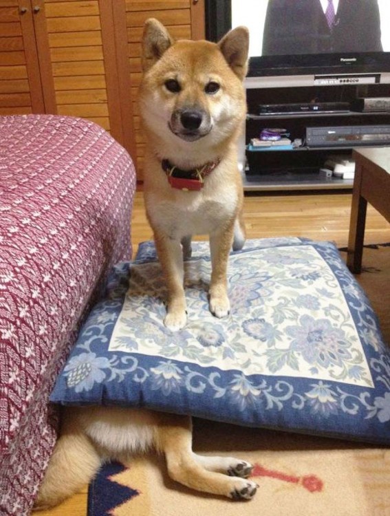 perro shiba arriba de un cojín aplastando a otro perro shiba 