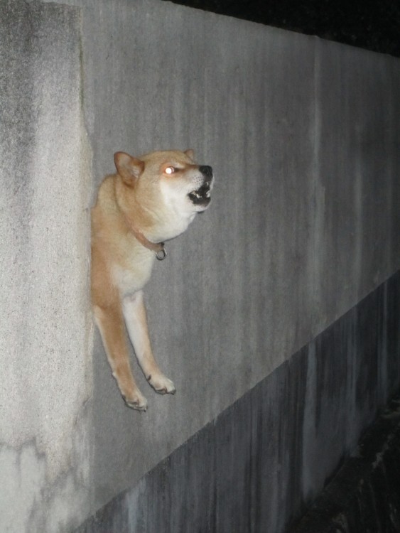 perro de raza shiba atorado en medio de una pared por medio de un agujero 