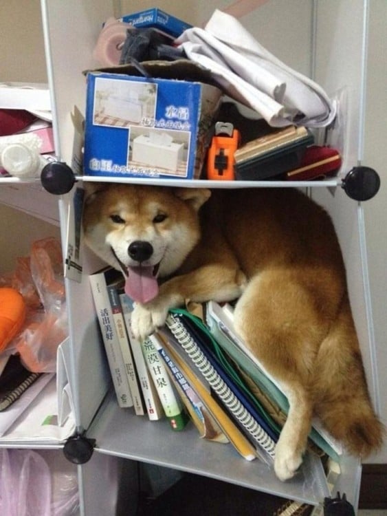 perro shiba atorado en un mueble entre libros 