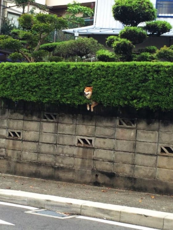 Un perro Shiba atorado en un arbusto 