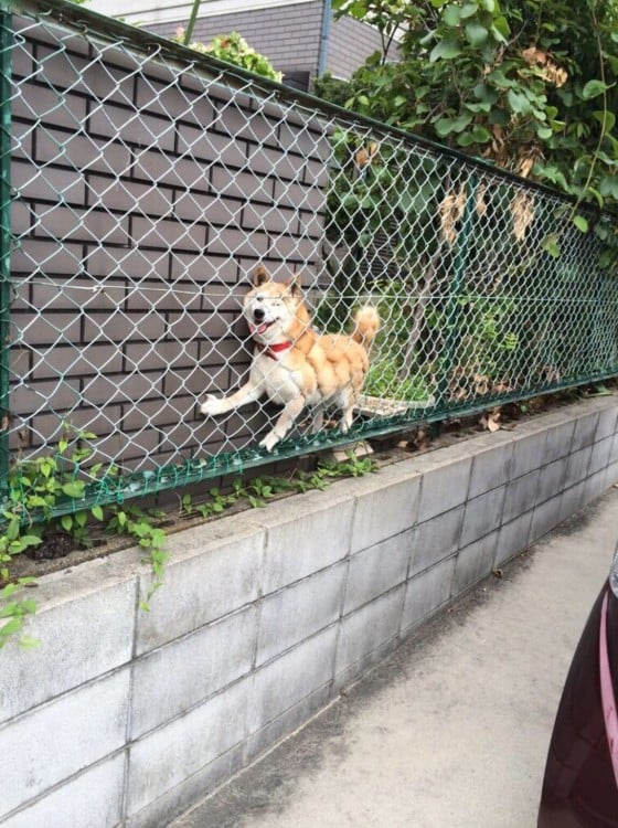 Un perro shiba atorado entre una reja y una pared 