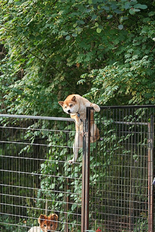 perro atorado entre una reja 