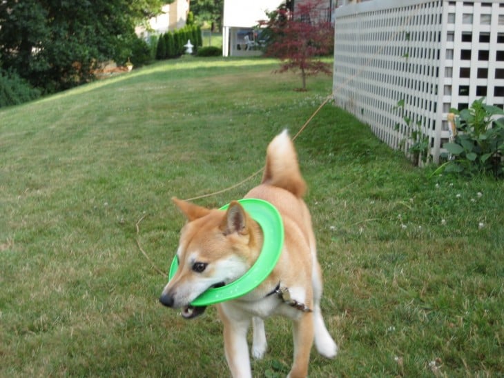 perro de raza shiba en un jardín atorado dentro de un círculo verde