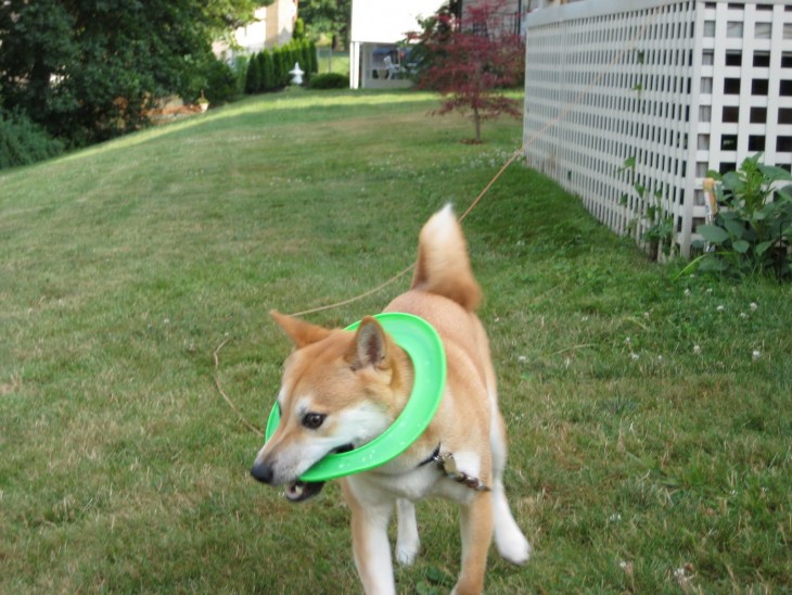 perro de raza shiba en un jardín atorado dentro de un círculo verde