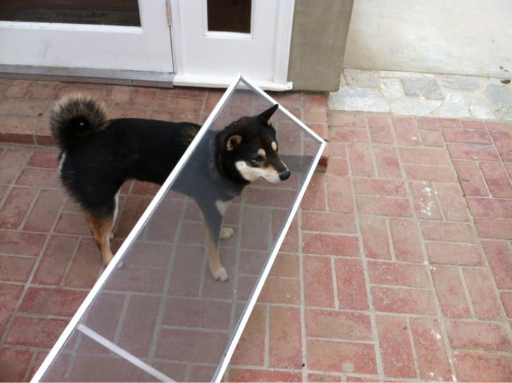 Un pequeño perro shiba negro atorado en una puerta mosquitera 