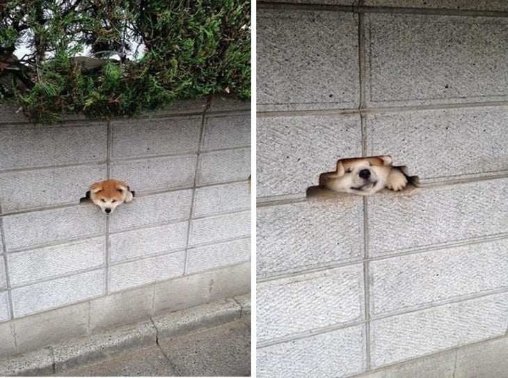 foto de un perro shiba intentando entrar dentro de un hueco en la pared 