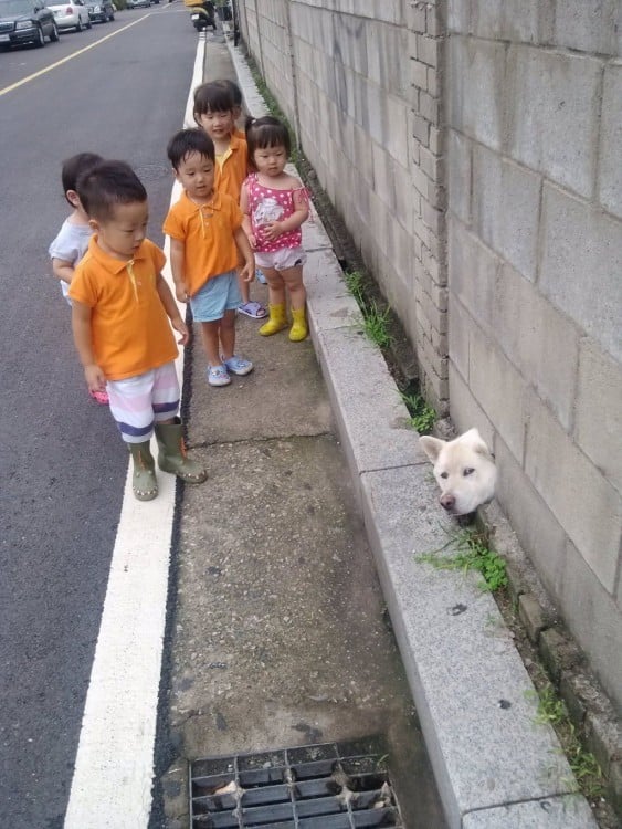 niños viendo la cabeza de un perro shiba atorado en una pared 