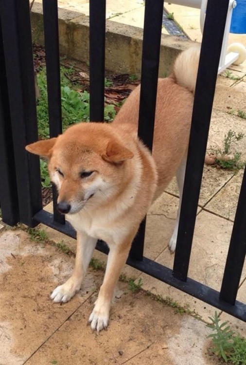 perro shiba atorado la mitad del cuerpo en un barandal 