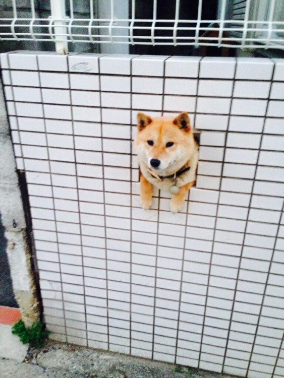 perro shiba asomándose por un hueco en la pared 