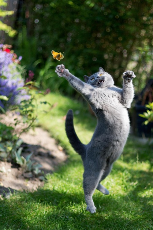 un gato saltando en un jardín intentando atrapar una mariposa 